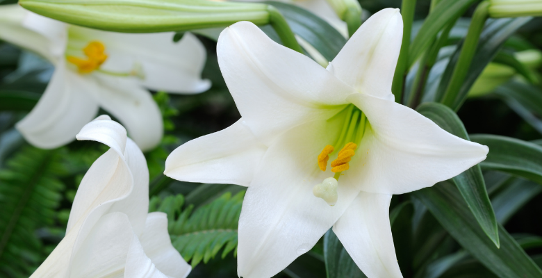 Order Easter Lilies before April 13